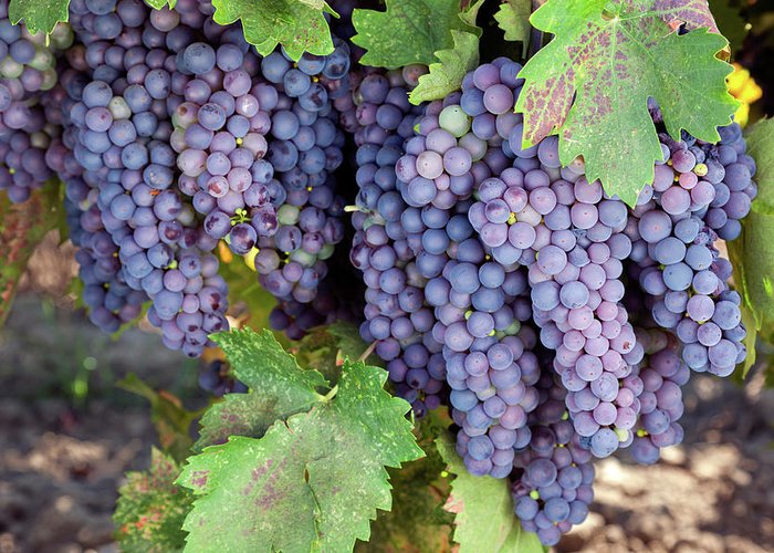 grape clusters