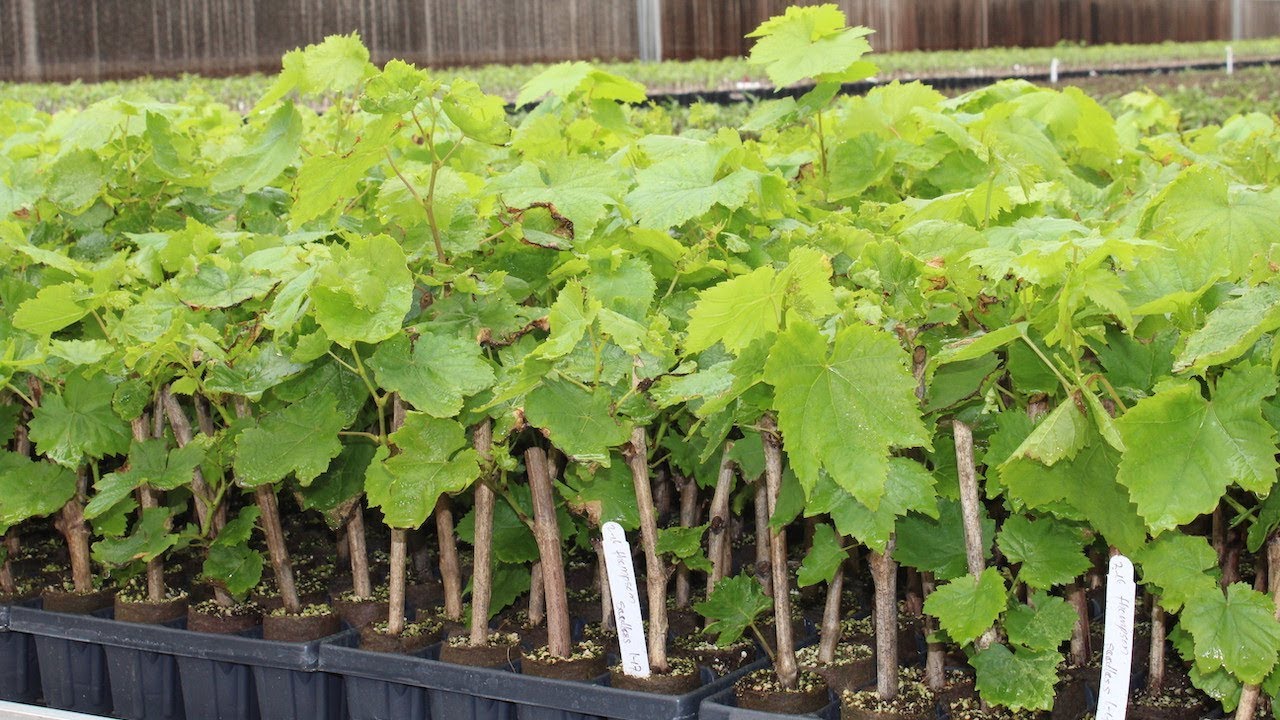 grape vine cuttings