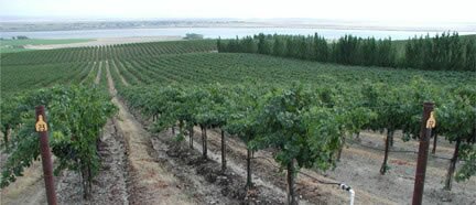 grape vineyard one
