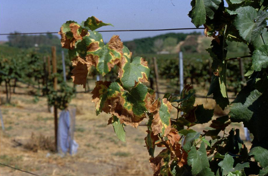 vineyard grapes pest disease control