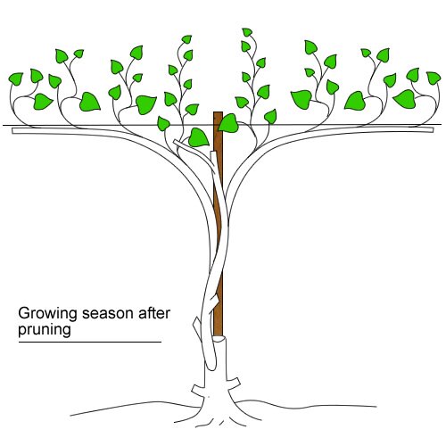 year-3-growig-after-pruning