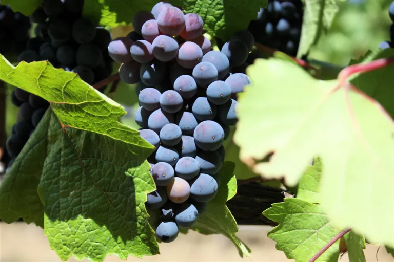 Why-is-it-so-difficult-to-grow-Pinot-Noir-grapes
