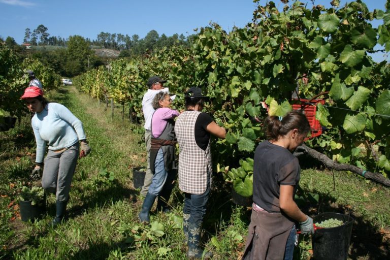 grapes-harvesting