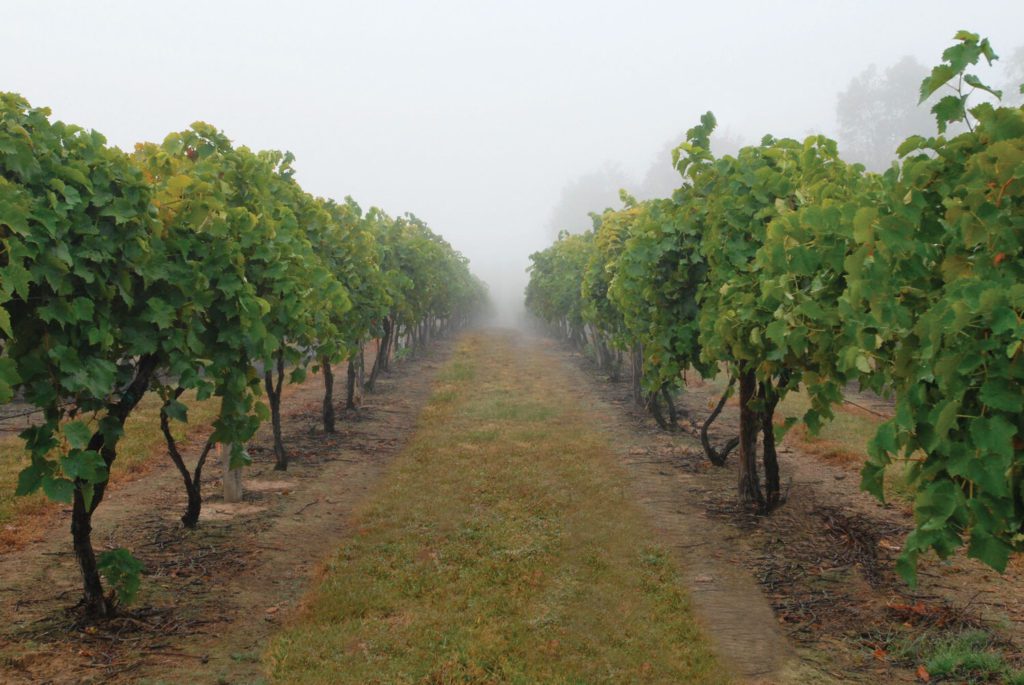 Can You Grow Wine Grapes in Ohio?