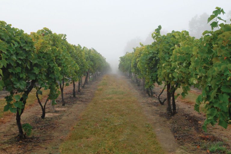 grow-wine-grapes-in-ohio