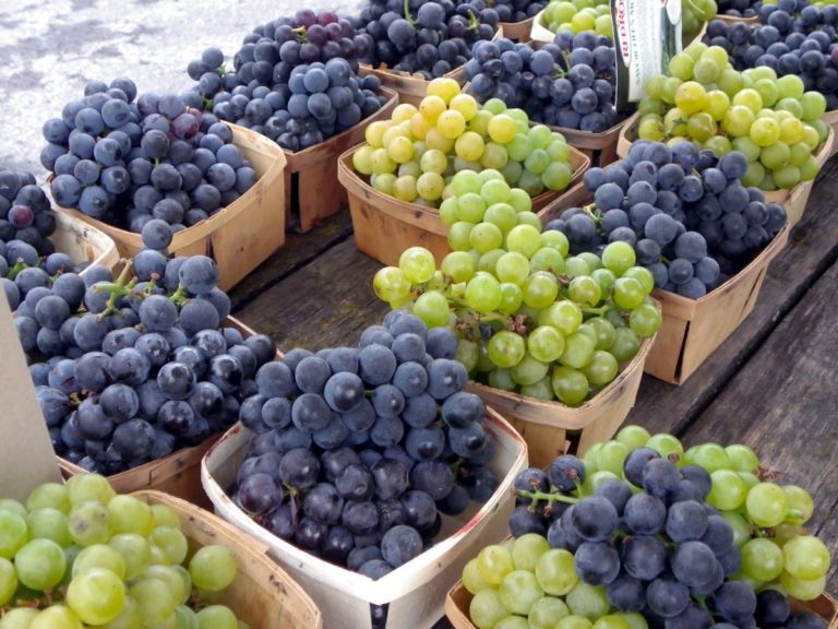 What Wines Are Made From Concord Grapes?
