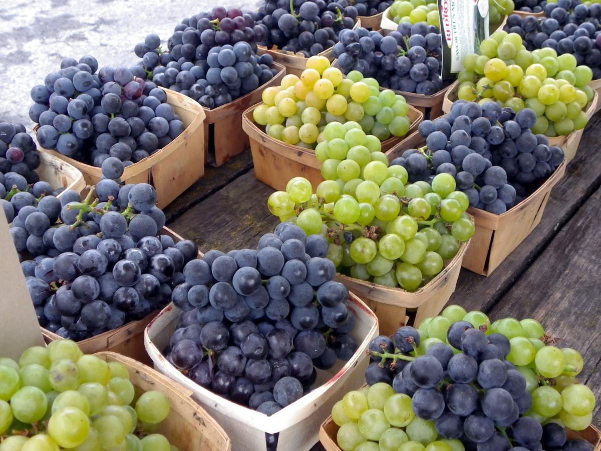 what-wines-are-made-from-concord-grapes