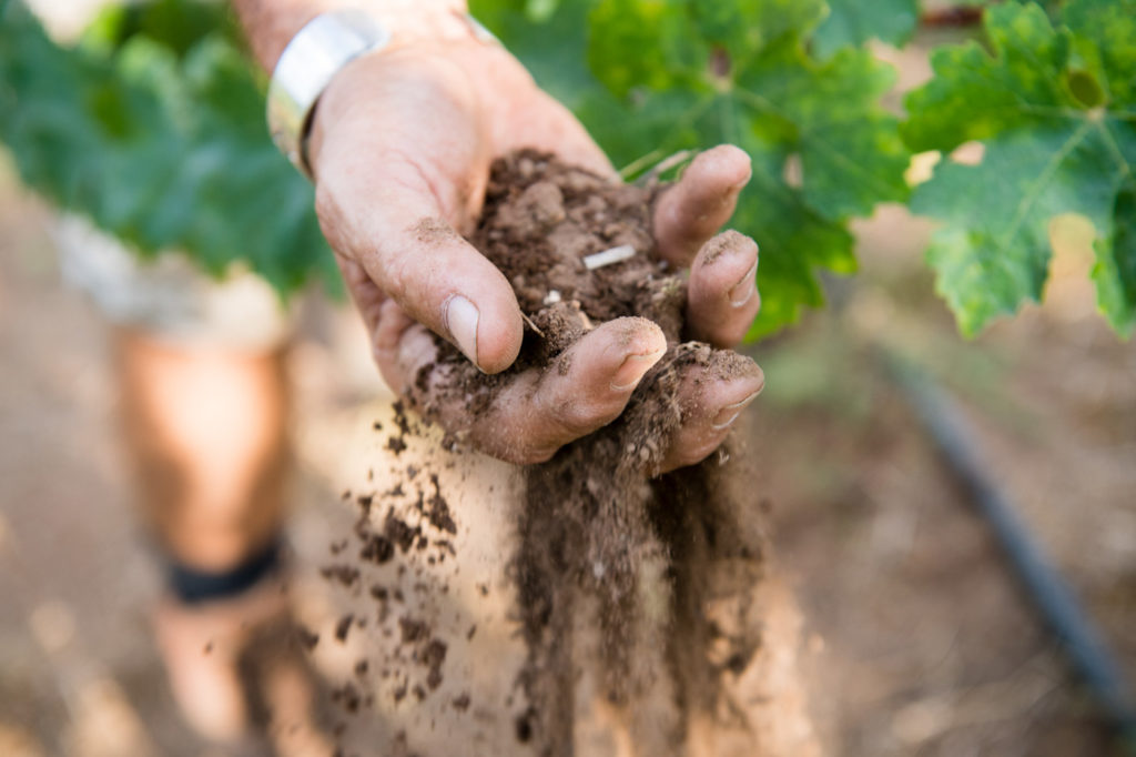 Understanding The Ideal Climate And Soil Conditions For Grape Cultivation