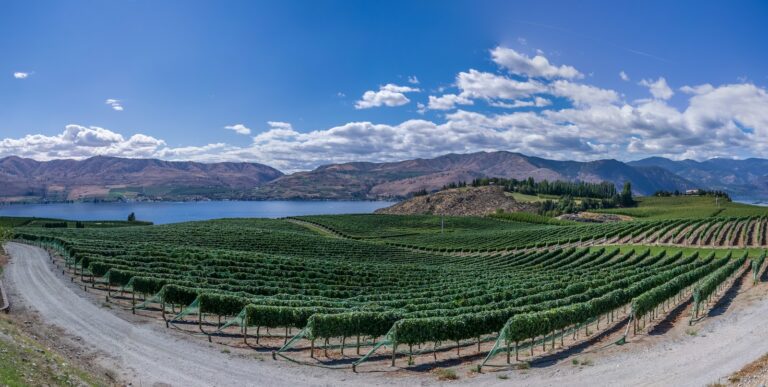 Best Wineries In Washington State