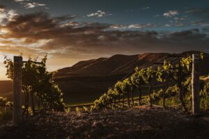 Best Winery To Visit In California
