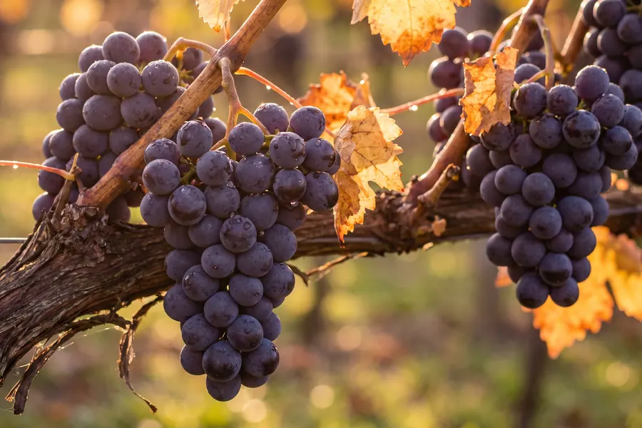 Vine Companion: a Free Grape Vine App 10 vc final 900