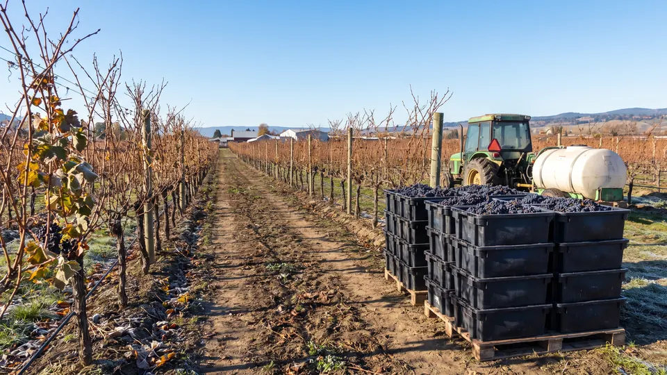 Vine Companion: a Free Grape Vine App 7 Harvest bins full of grapes at the end of vineyard rows, a tractor with a sprayer behind