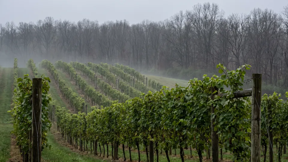 Vine Companion: a Free Grape Vine App 5 Small hillside vineyard with morning mist between the rows